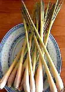 FRISCHES ZITRONENGRAS 100g.!FRISCH Lemongras